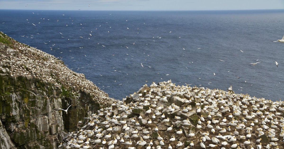 EASTERN CANADA JOURNEY OF DISCOVERY: THE AVALON PENINSULA, PART 2