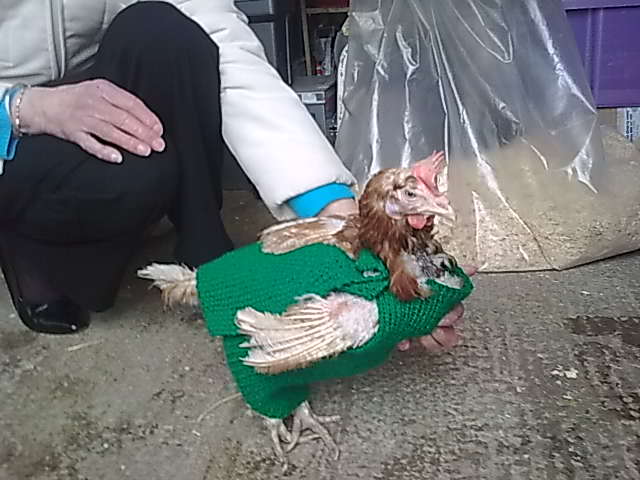 chicken jacket