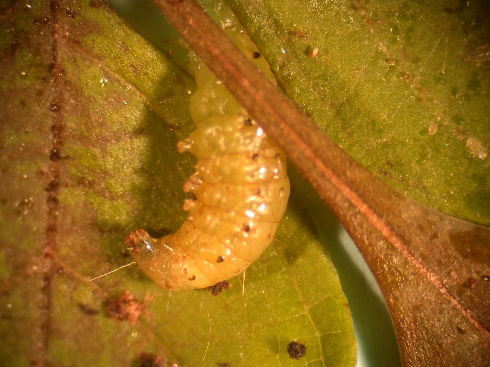 Blog Ramblings From A Desert Garden