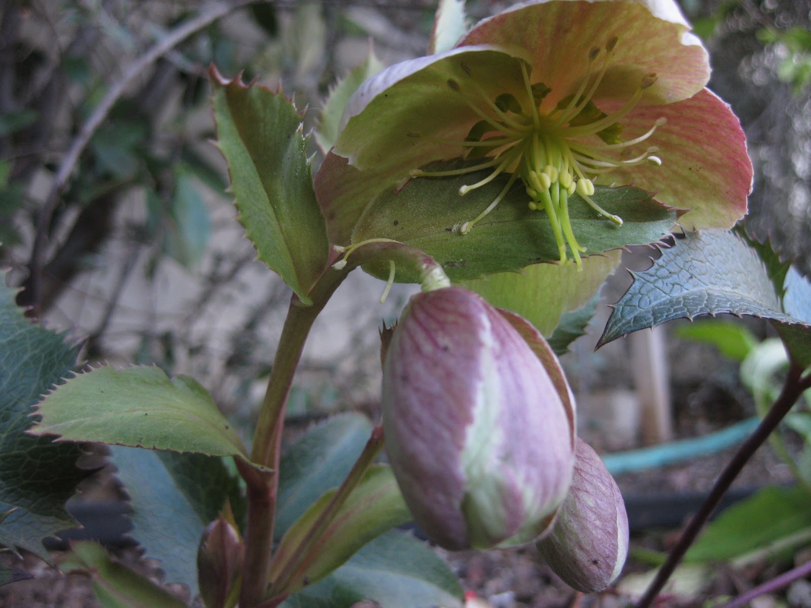 Angie S Garden Diaries