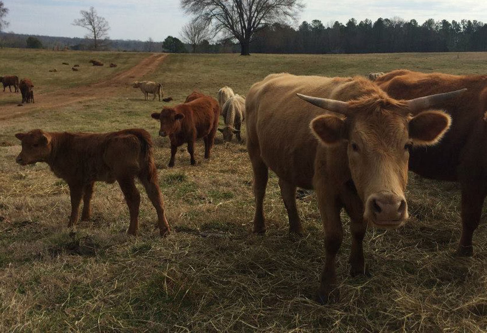 Cooking With Mary and Friends West Ridge Farms Premium Beef Farm Tour