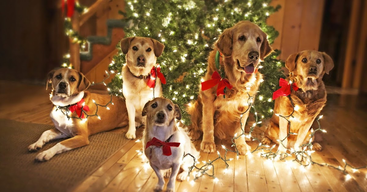 Kerst achtergrond met honden Bureaublad Achtergronden
