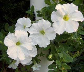 Petunias