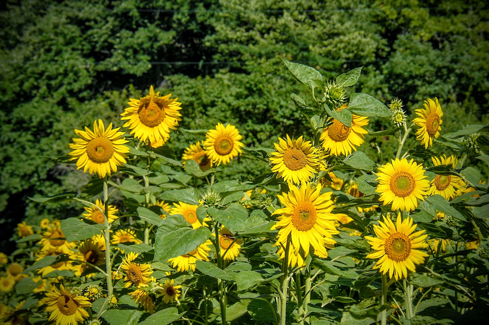 Bailey's Buddy Sunflowers and weeds of summer! Photos By Bob Kelly