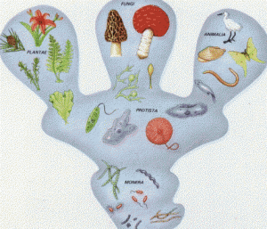 Os seres vivos estão agrupados em cinco reinos: animalia, plantae, fungae, monera e protista