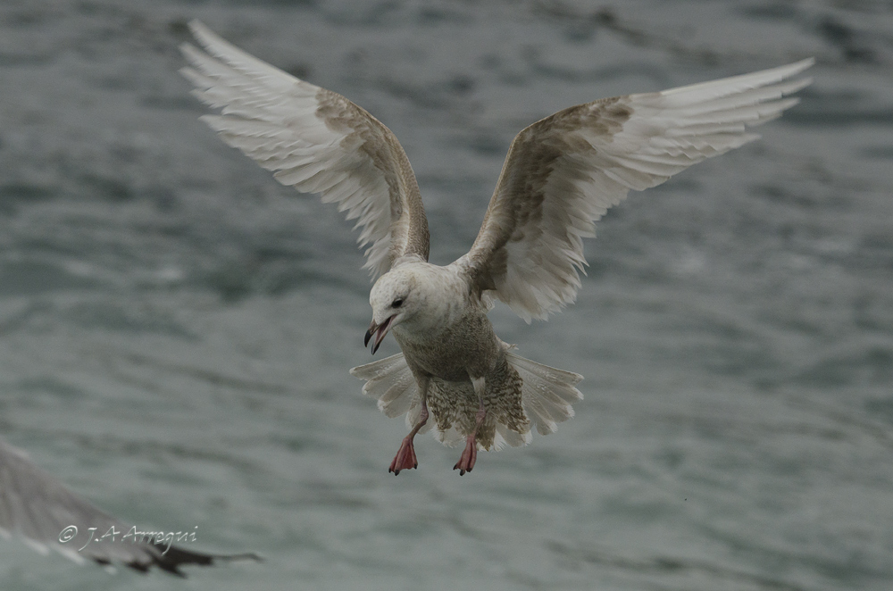 Gaviota groenlandesa, Larus galucoides kumlieni, Kumlien´s gull Gaviota groenlandesa, Larus galucoides kumlieni, Kumlien´s gull