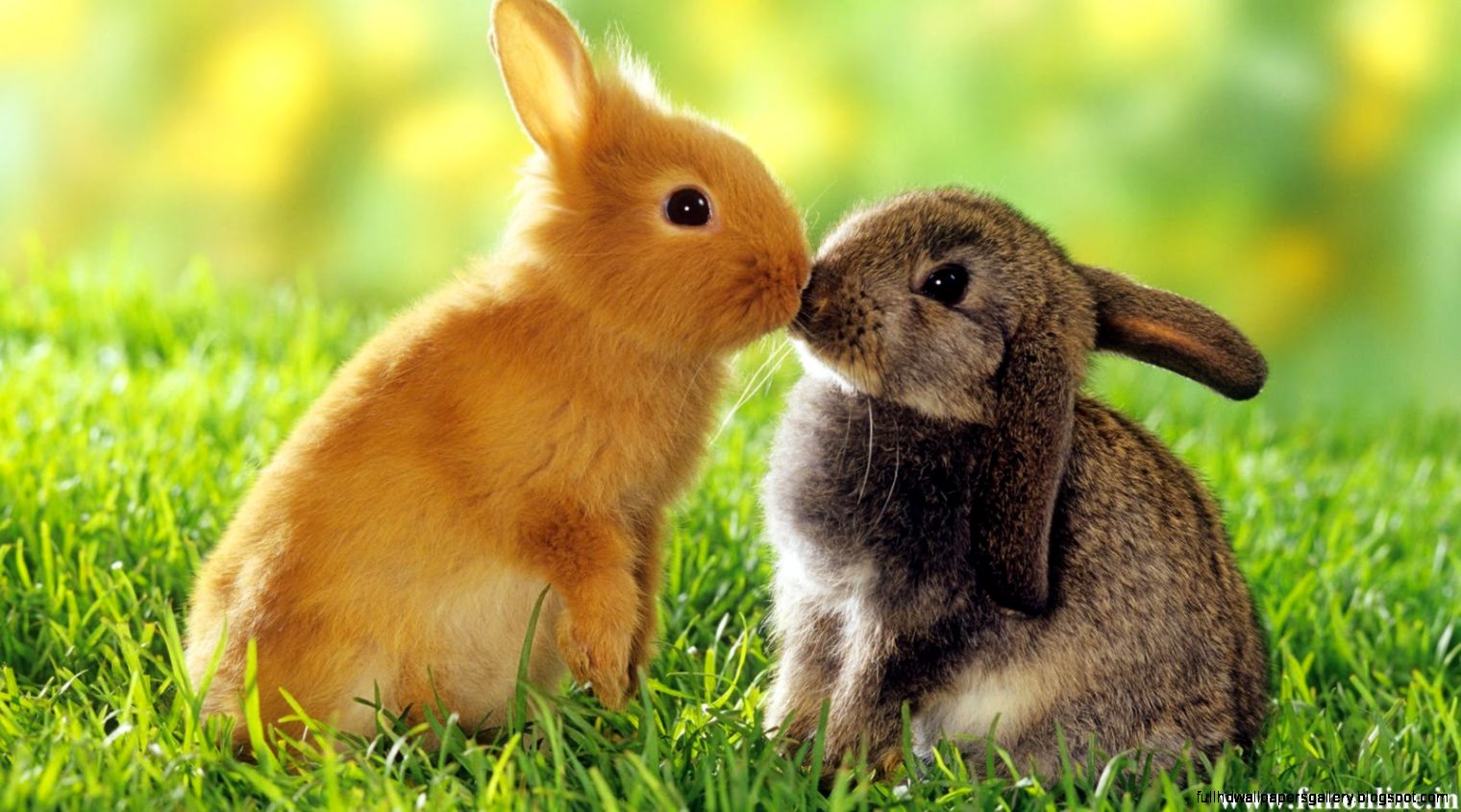 Cute Brown Rabbit Wallpaper Free Download Full Hd Wallpapers