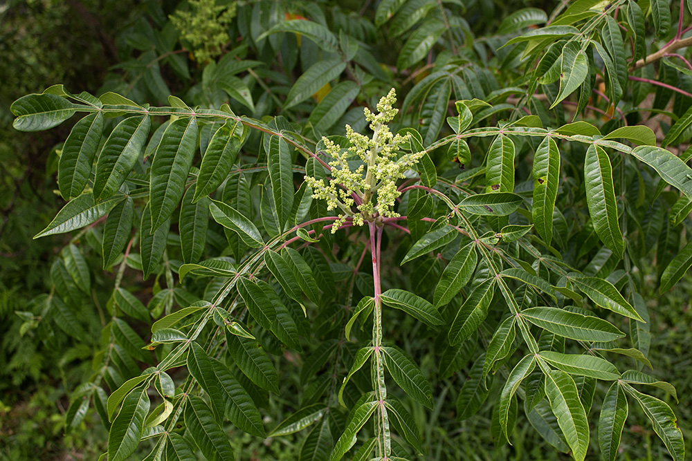 Rurification Winged Sumac