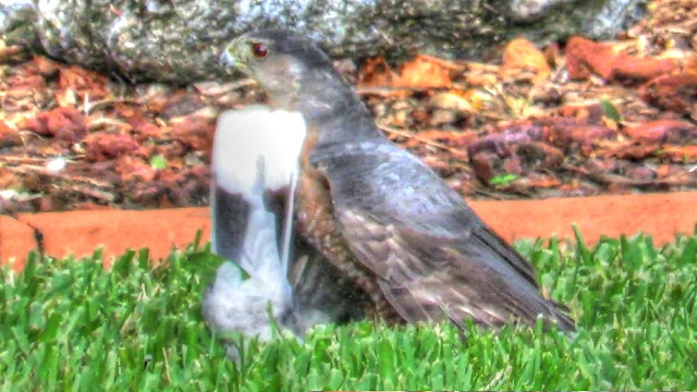 Cooper's Hawk Kills Dove At Bird Feeder