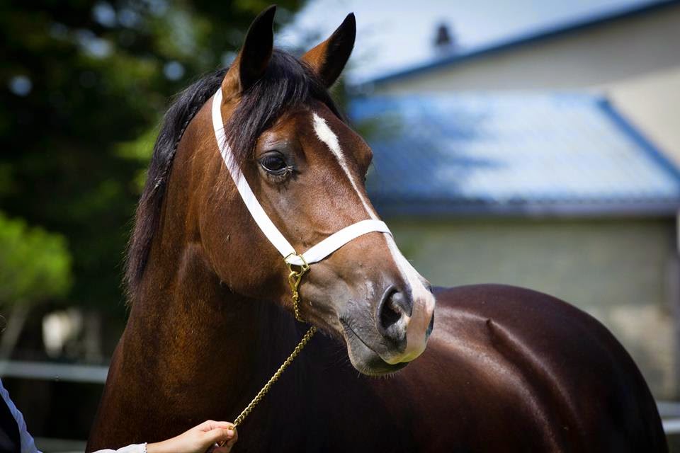 Concours welsh de Puylagarde. Septembre 2014