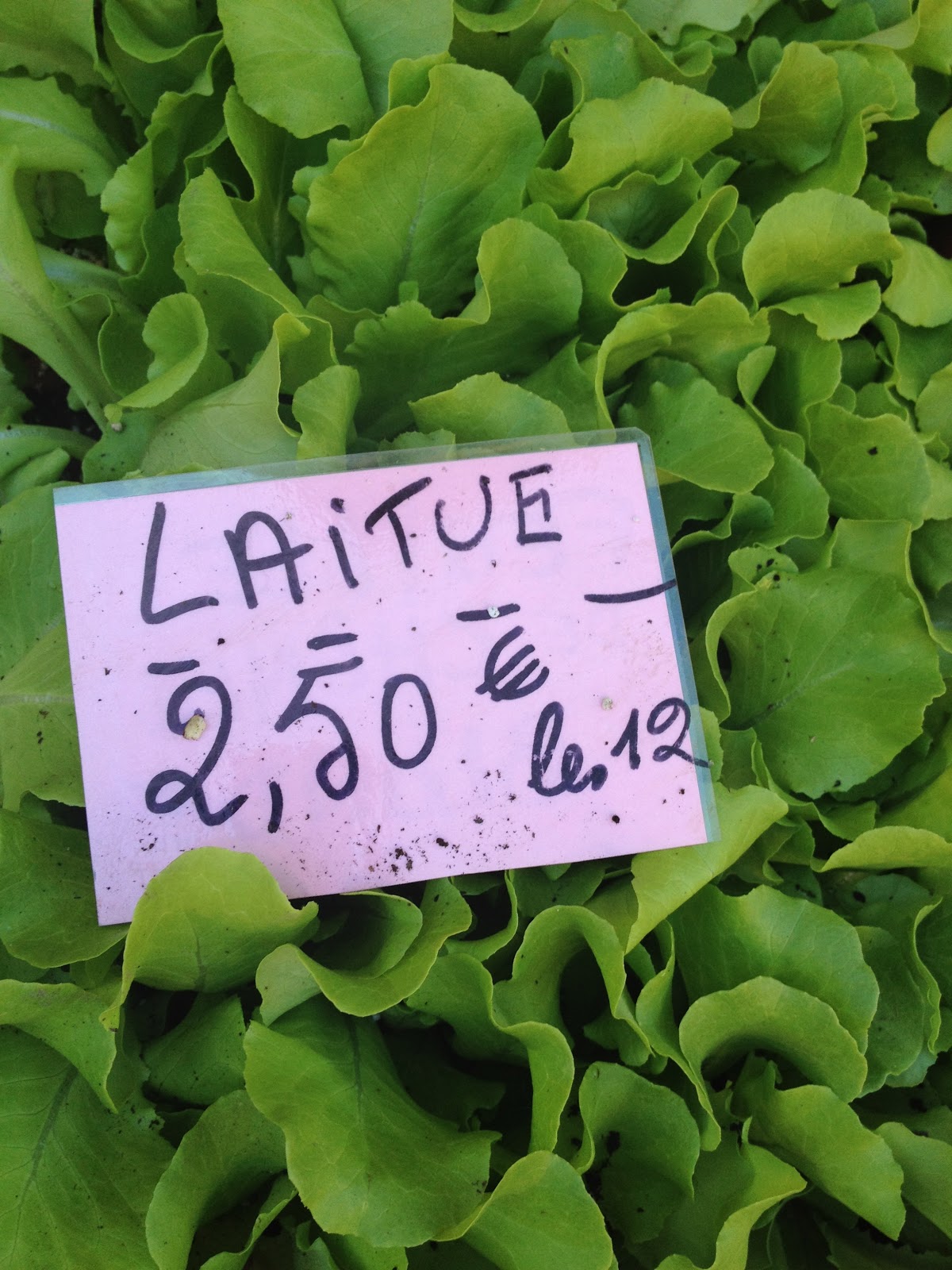 The Warp and the Weft Lettuce en Francaise