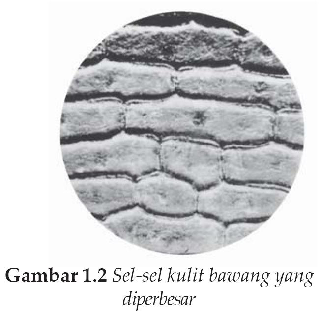 Journal Of Dhamar Sel Sel Sebagai Unit Terkecil Kehidupan