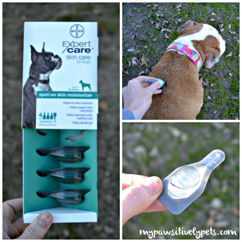 Caring for Your Dog's Dry Winter Skin With BayerExpertCare