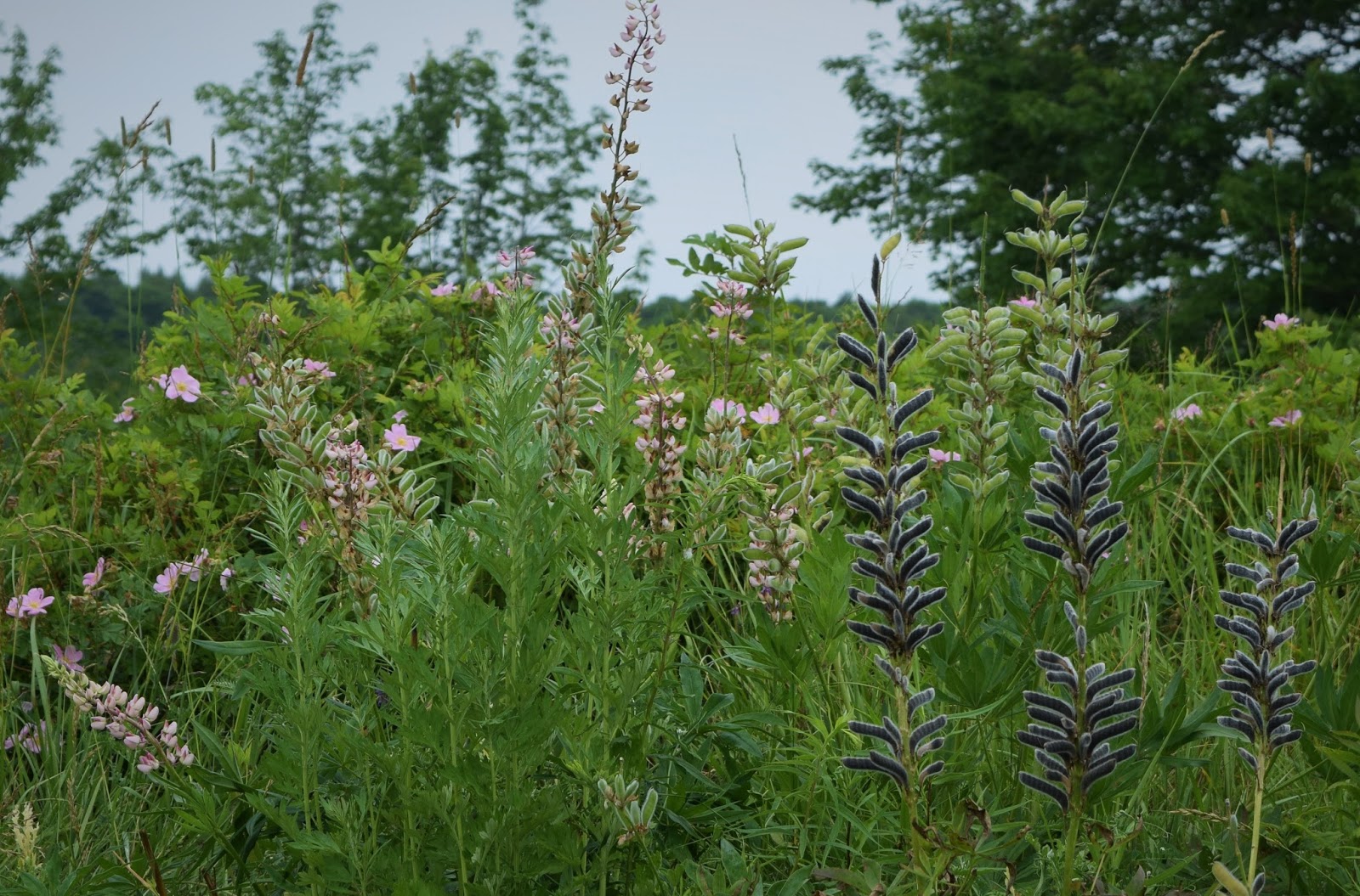 HappiLeeRVing Maine Wildflowers