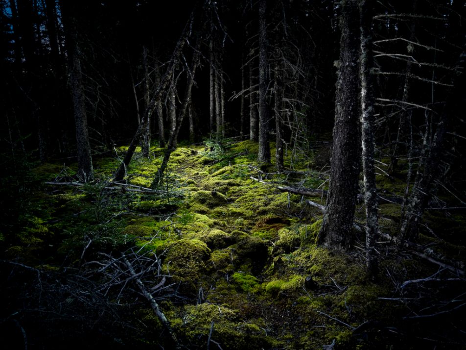 rePin image Forest Path — Palette Knife on Pinterest rePin image Forest Path — Palette Knife on Pinterest