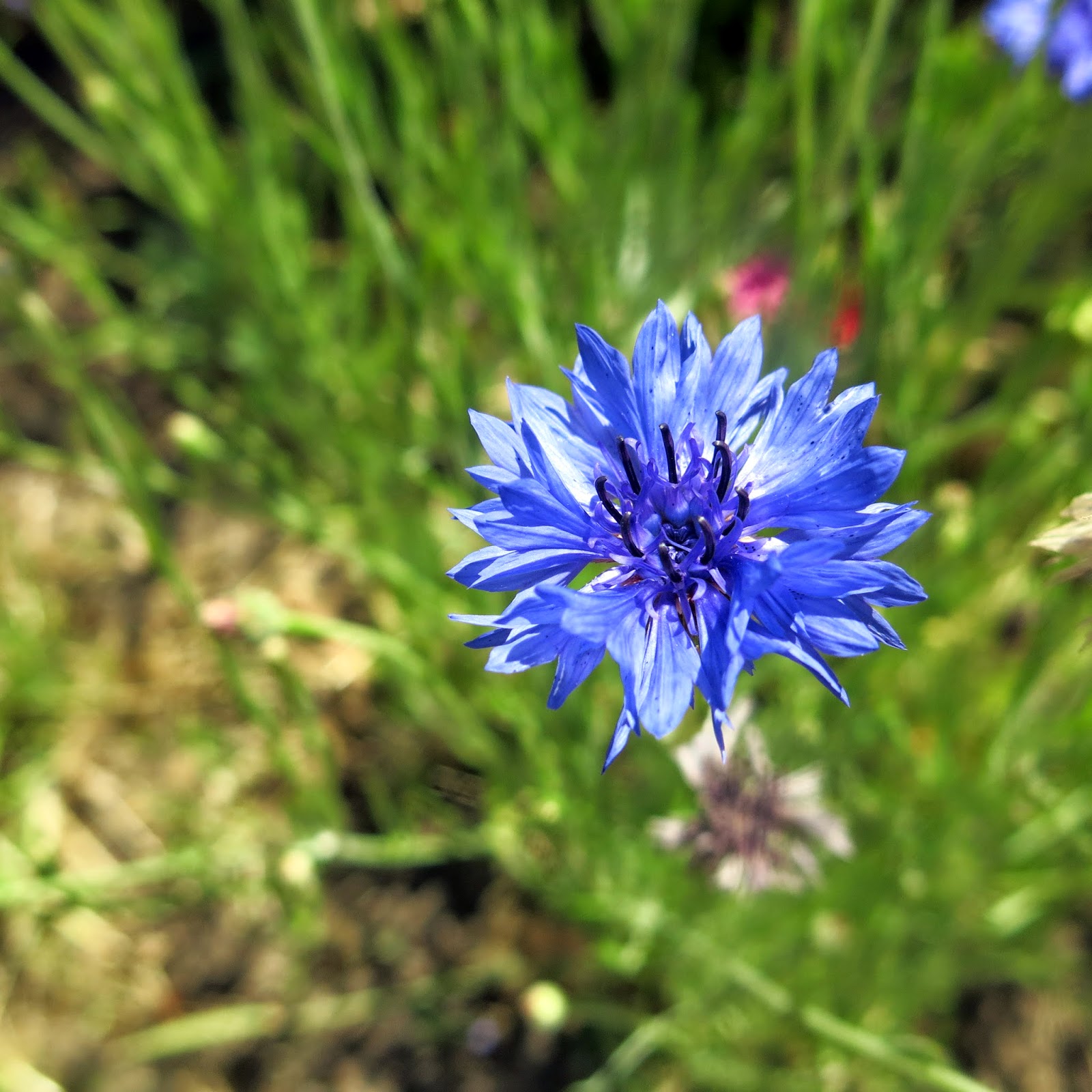 Star Essence Blog Expanding the Field of Acceptance The Story of