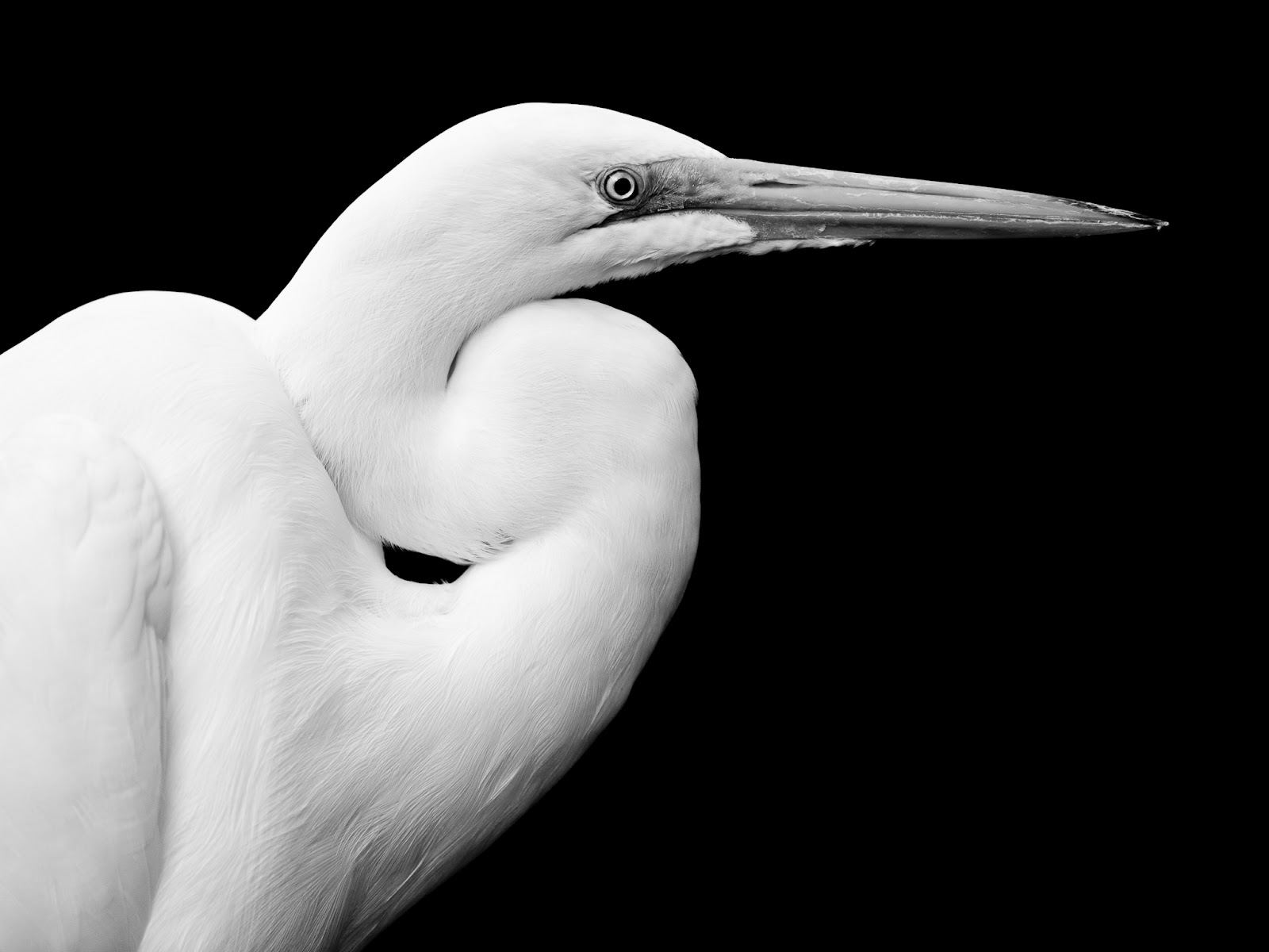 For the Love of Birds Eyes On Photography