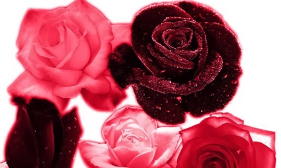 Rose Brushes for Photoshop Rose Brushes for Photoshop