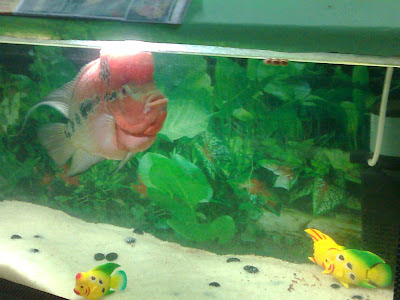 pink flowerhorn fish aquarium