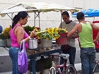 SUNFLOWERS FOR SALE