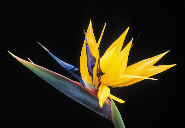 download free bird of paradise plant download free bird of paradise plant