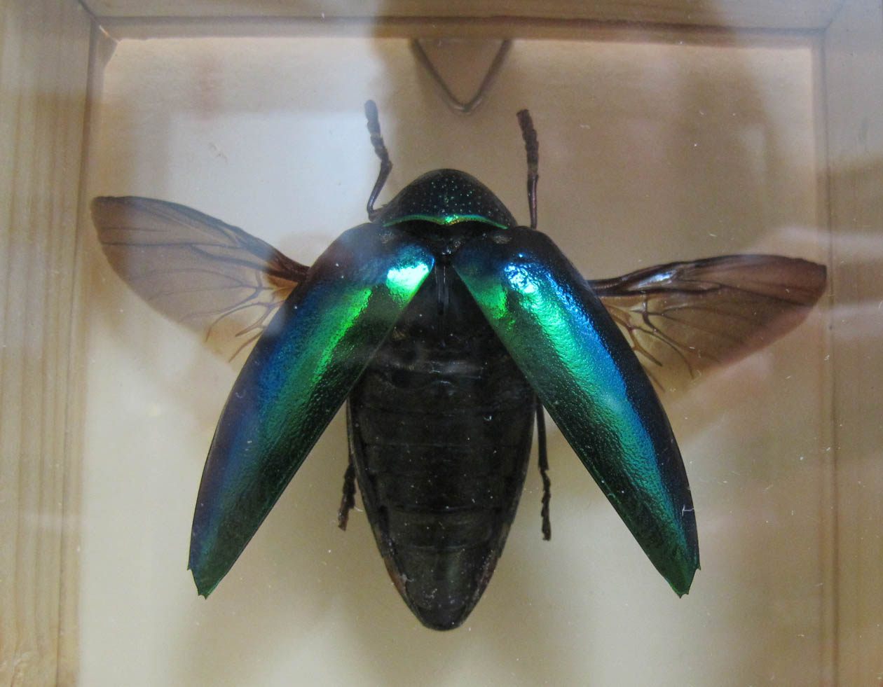 Beetle Fashion