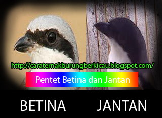Cara Memilih Jenis Kelamin Cendet Yg Jantan Ternak Burung