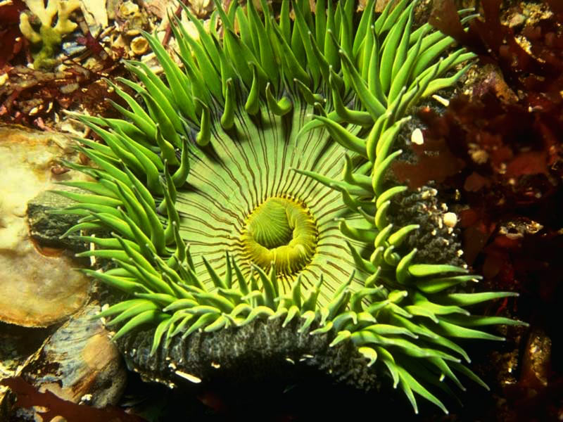 Deep sea plant deep sea plant wallpaper