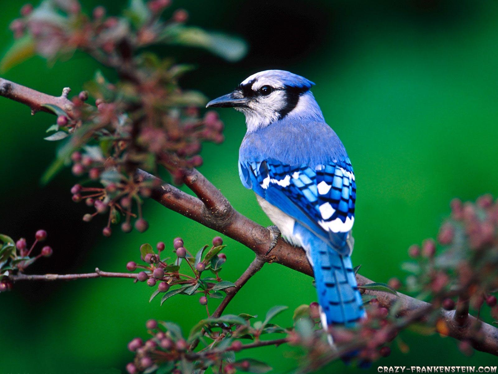http://3.bp.blogspot.com/-ZLu2s9eCp_4/TXwG7rY6axI/AAAAAAAAAS0/aIJ9yr0F_Tg/s1600/beautiful-blue-bird-wallpaper-1600x1200.jpg