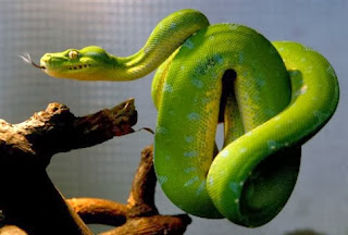 Ο φόβος για τα φίδια «είναι γραμμένος στα γονίδιά μας»