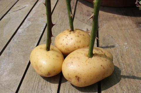 Propagating Roses