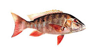 pargo pez
