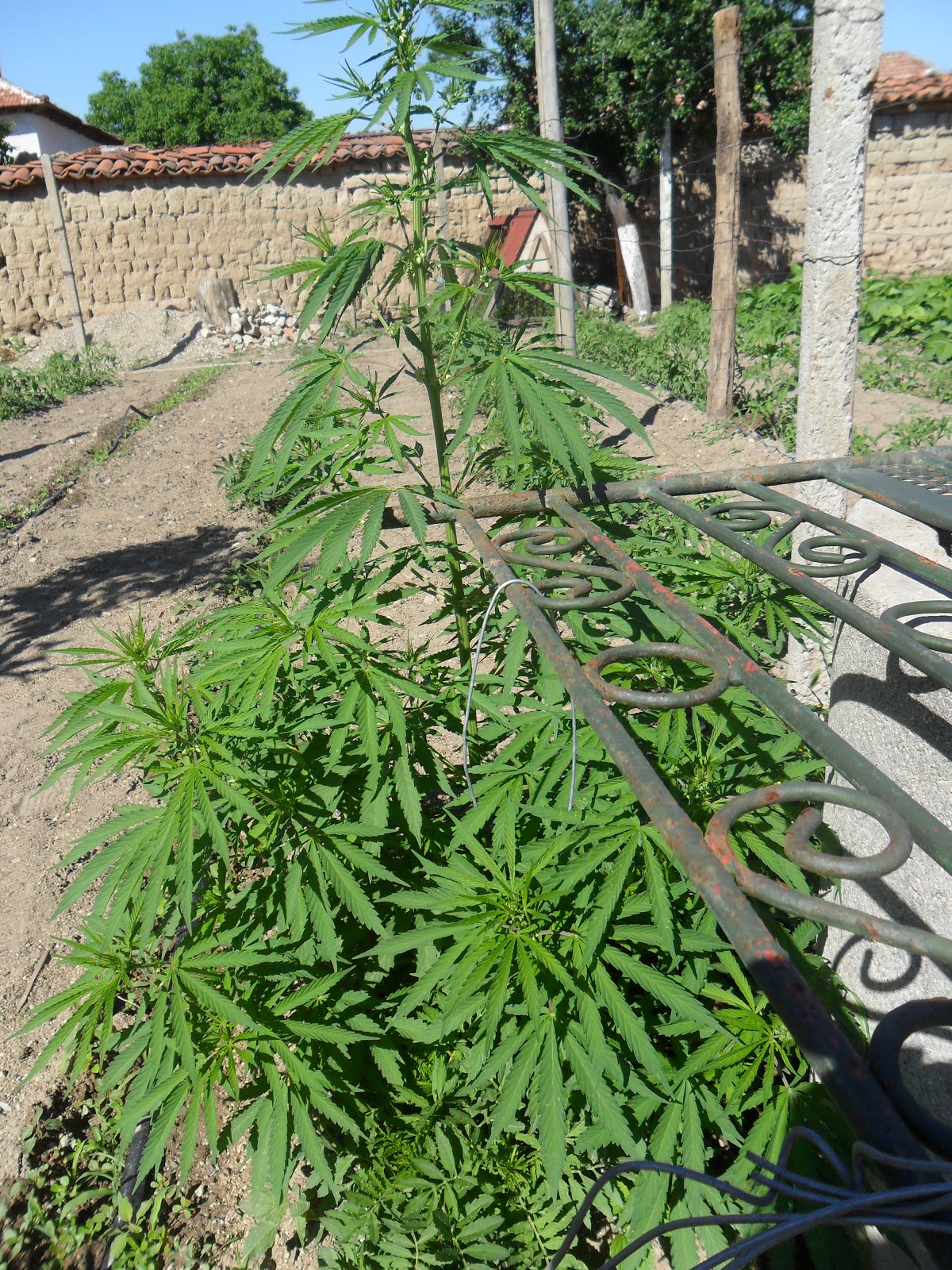 Annie�s Journal The Dreaded Plant for Cancer Cure