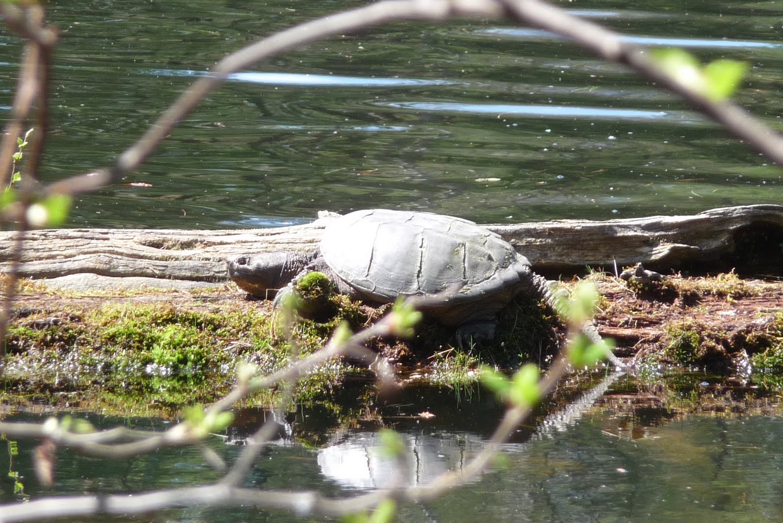 A Place of Friends Turtle Explosion