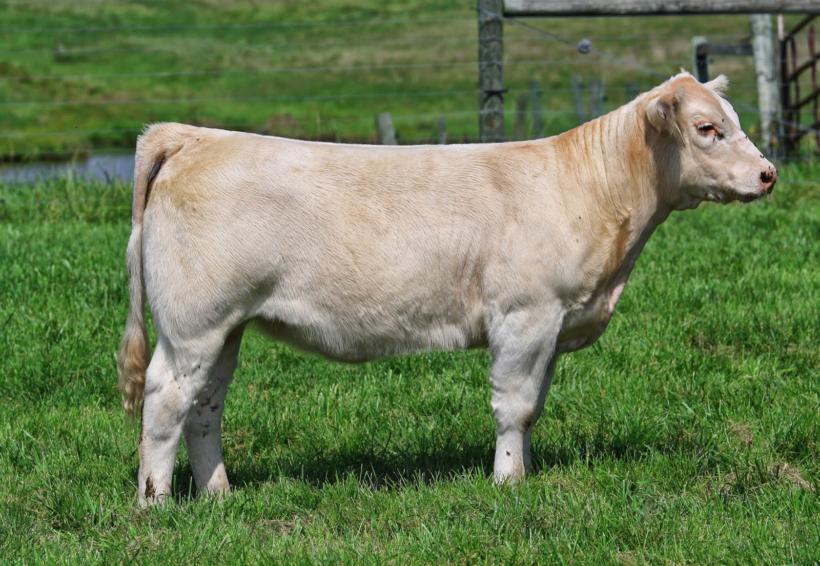 Holtkamp Cattle Co PB Charolais heifer.