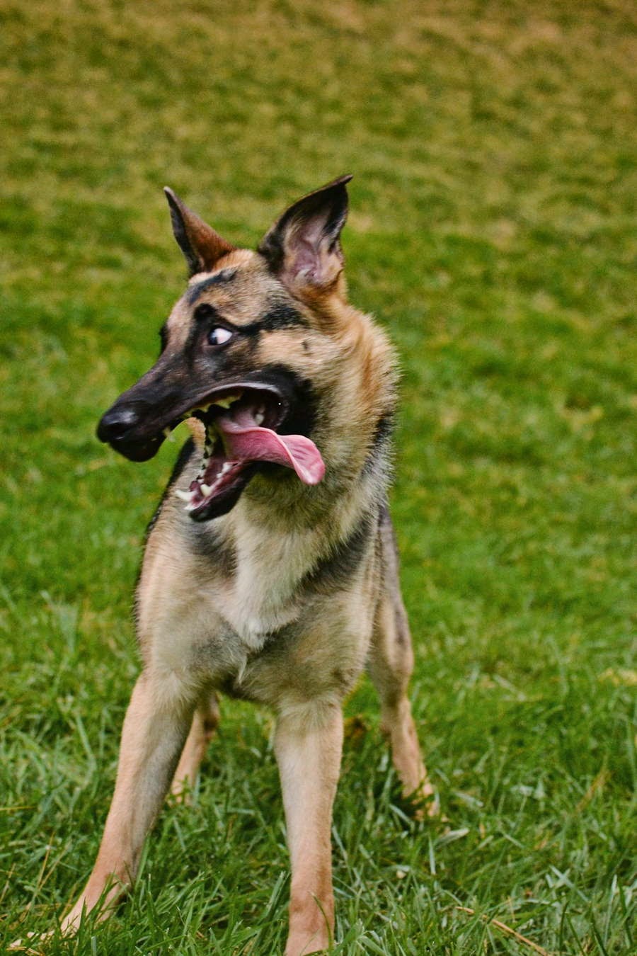 Cute dogs - part 45 (50 pics) | Amazing Creatures