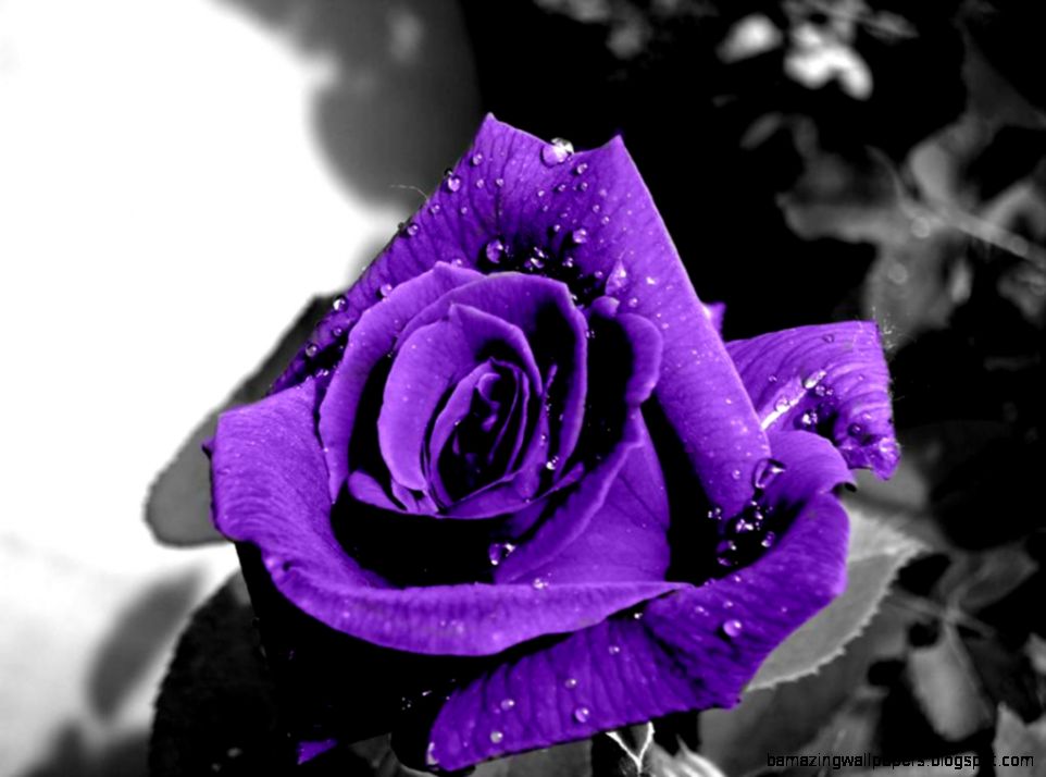 Purple Rose Lounge Purple Rose Lounge