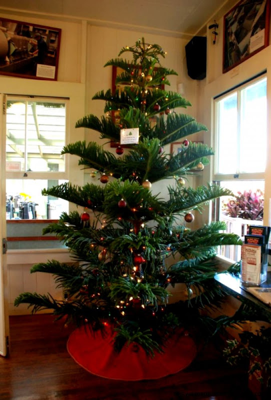 Norfolk Island Pine for a Christmas tree You can get nice big Norfolk Island Pine for a Christmas tree You can get nice big