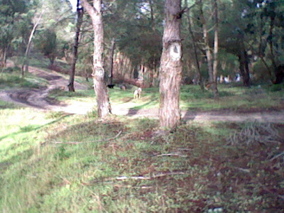 australian shepherd and golden retriever