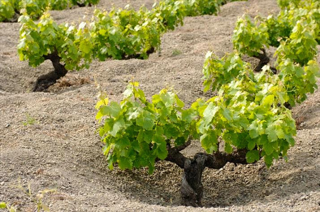 Donnafugata vines