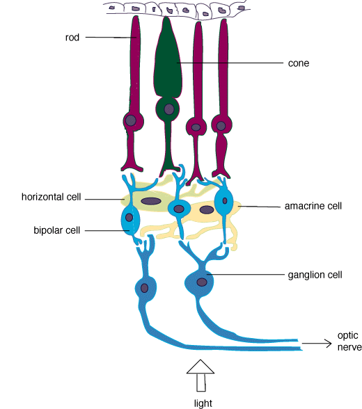 89 Structure and function of the eye, rods and cones Biology Notes