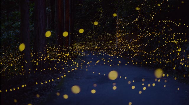 Fotos de larga exposición de luciérnagas iluminando el bosque de noche