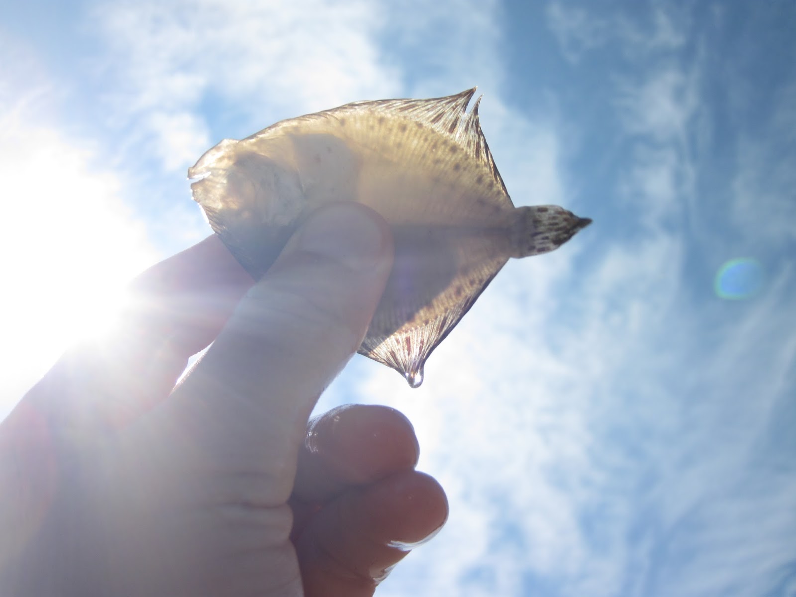 Nature on the Edge of New York City Many Small Fish in New York Harbor