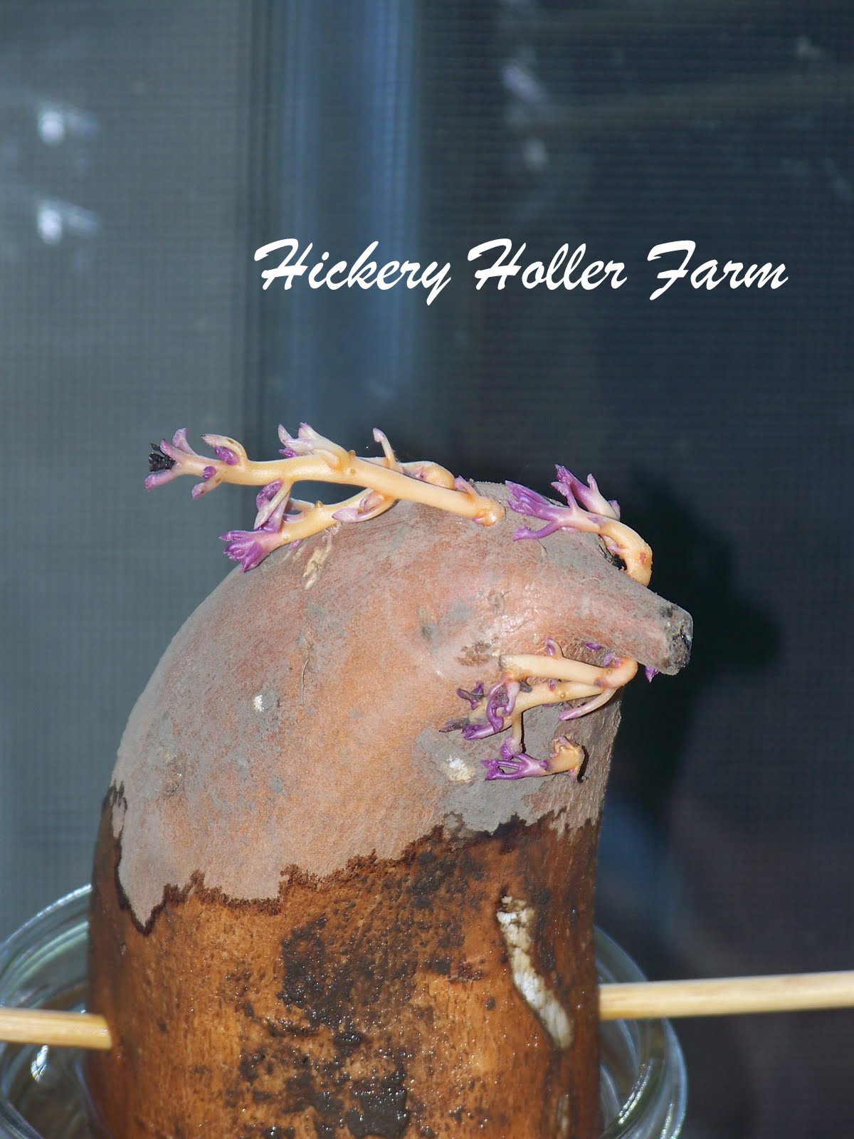 Hickery Holler Farm Starting Sweet Potatoes