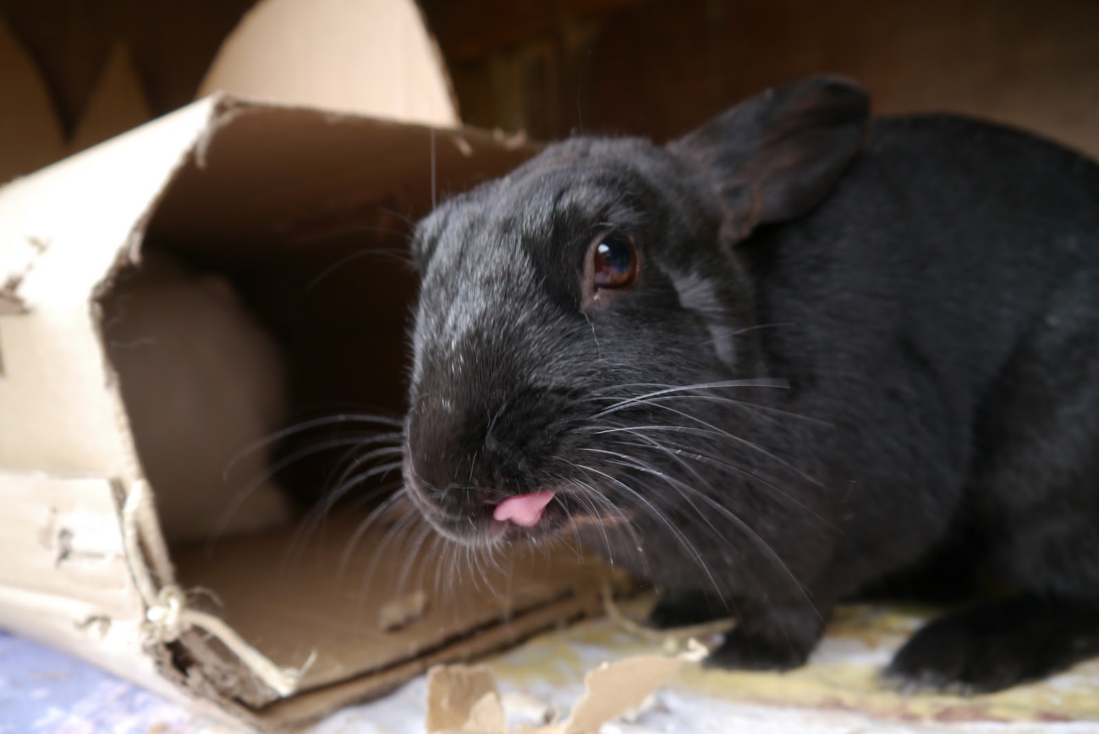 sukilii blog The bunny challenge step two exercise post 2