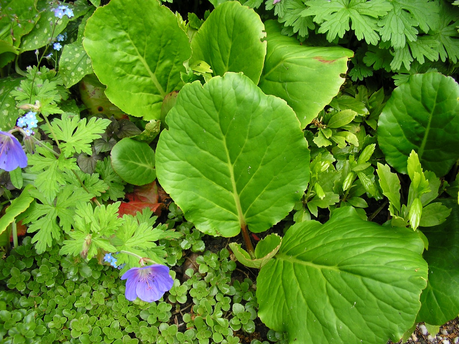 Mahoniabealei Instagram Posts Photos And Videos Picuki Com