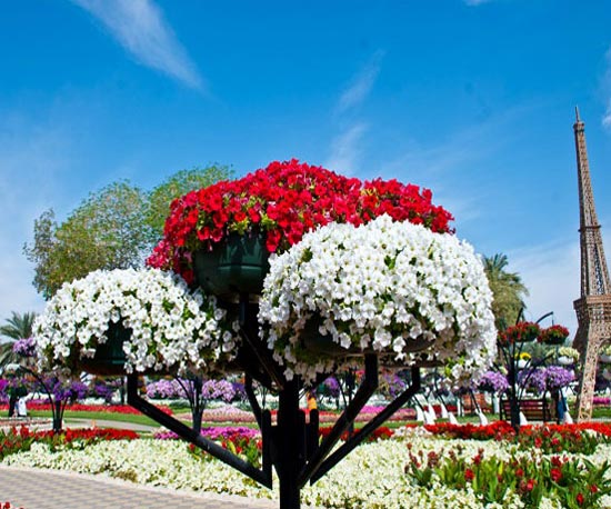 [Image: Al-Ain-Paradise%2B-thien-duong-hoa-ruc-r...mau-11.jpg]