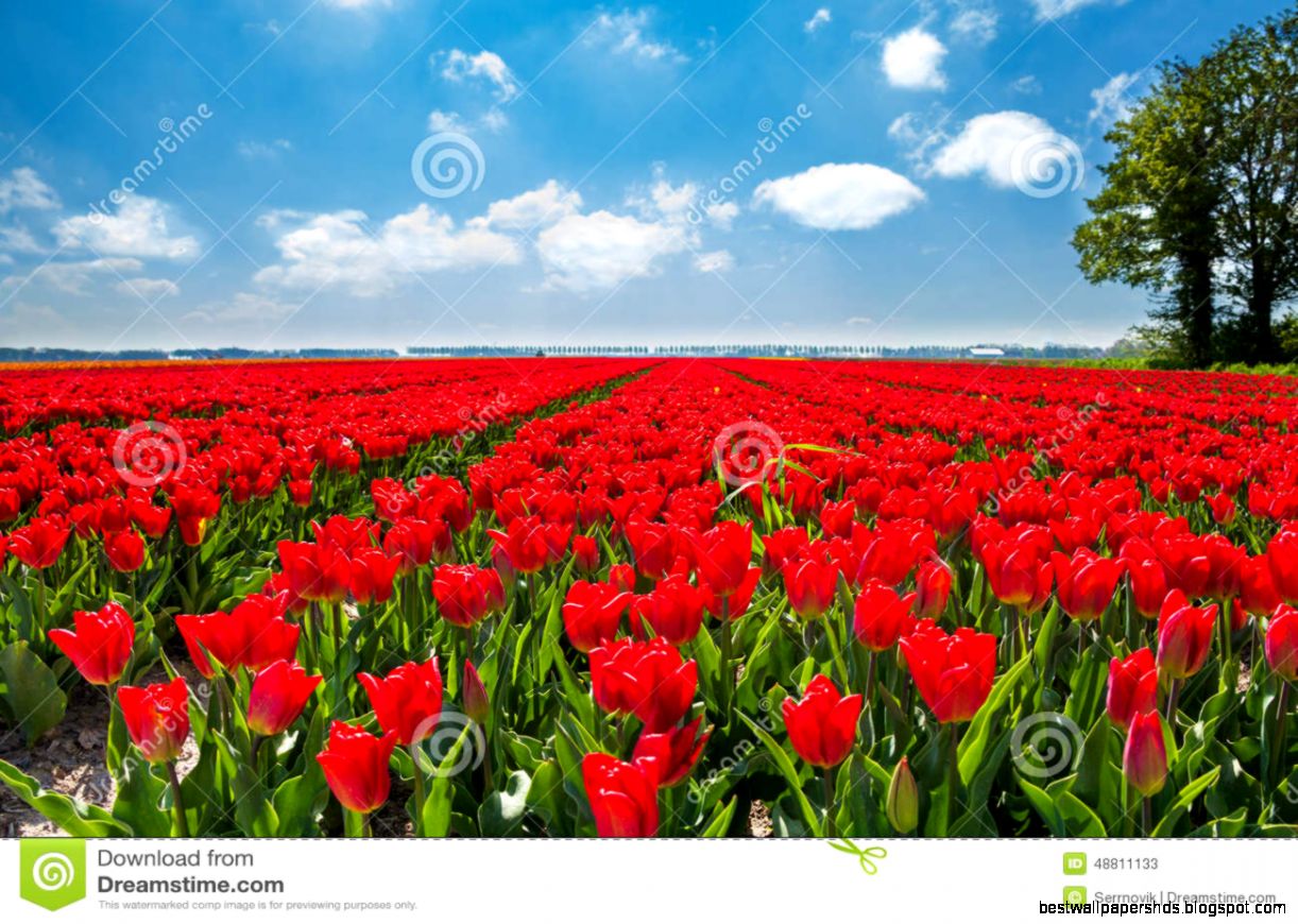 Beautiful Red Tulips During Sunny Day Netherlands Stock Photo Beautiful Red Tulips During Sunny Day Netherlands Stock Photo