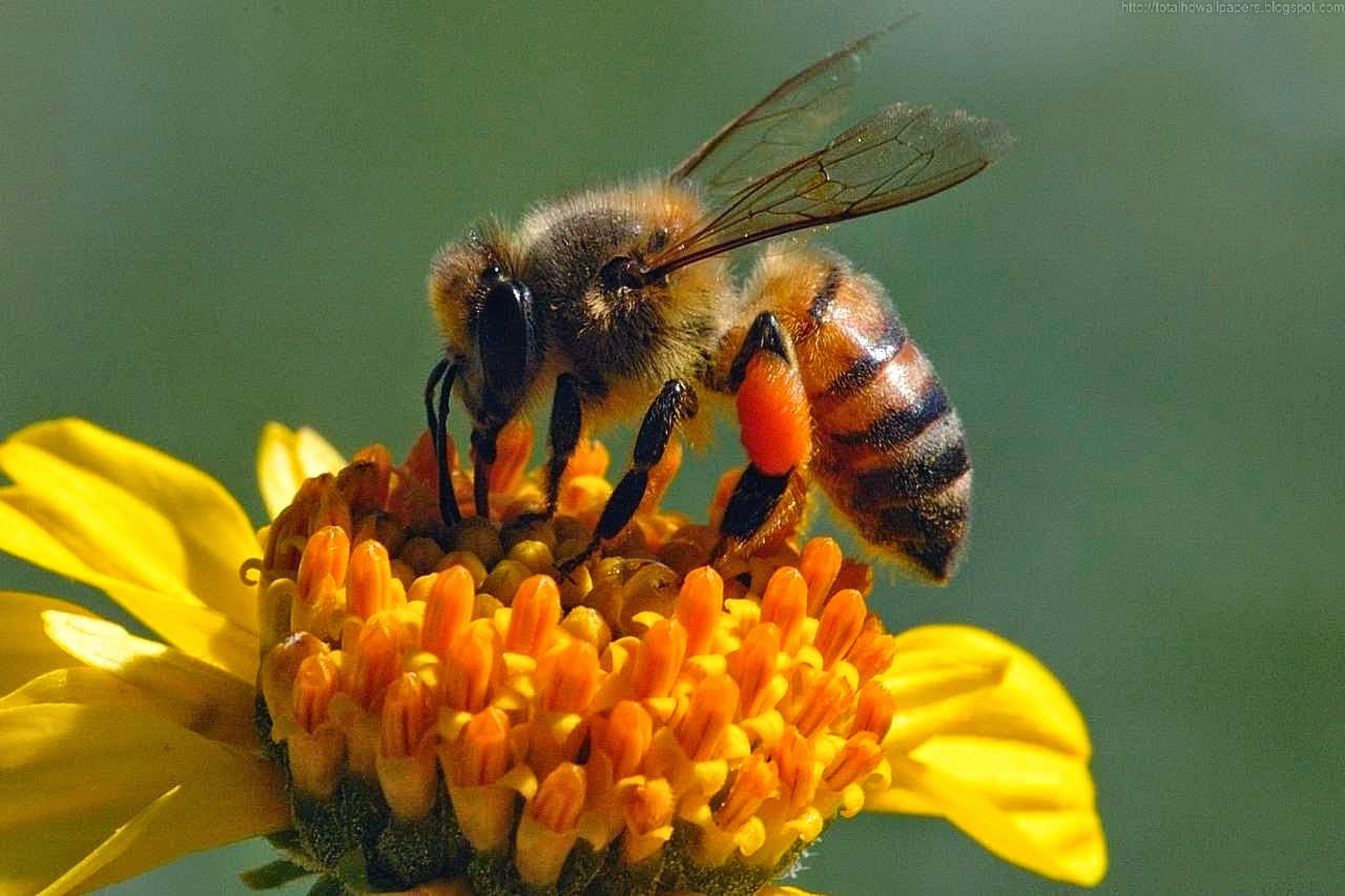 Beautiful Wallpapers: Bee HD Wallpaper
