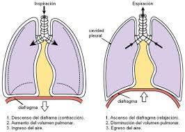 Procesos de ventilación pulmonar
